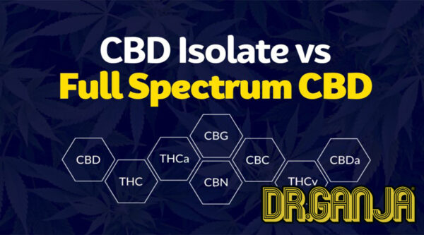 CBD Isolate Vs Full Spectrum CBD ~ Know What You're Taking // Dr.Ganja