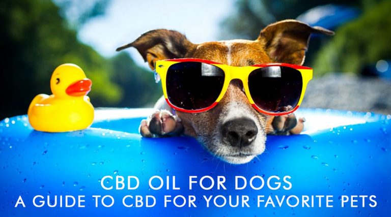 CBD Oil For Dogs: A Guide To CBD For Your Favorite Pets