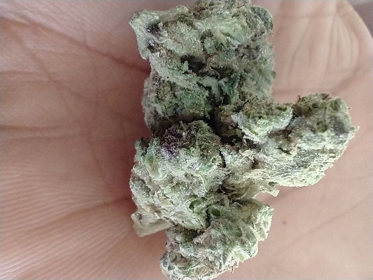 Image #50 from Dr.Ganja Customer