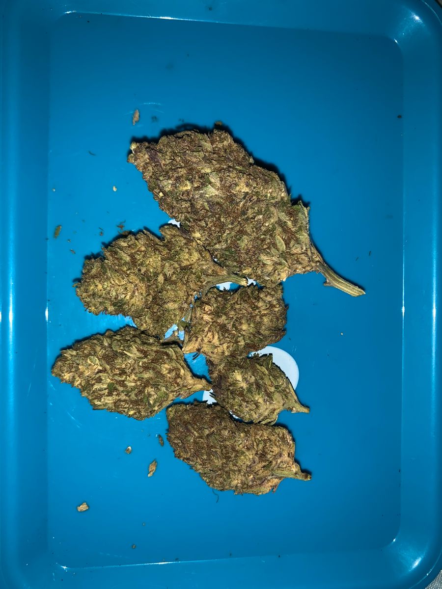 Image #14 from Dr.Ganja Customer